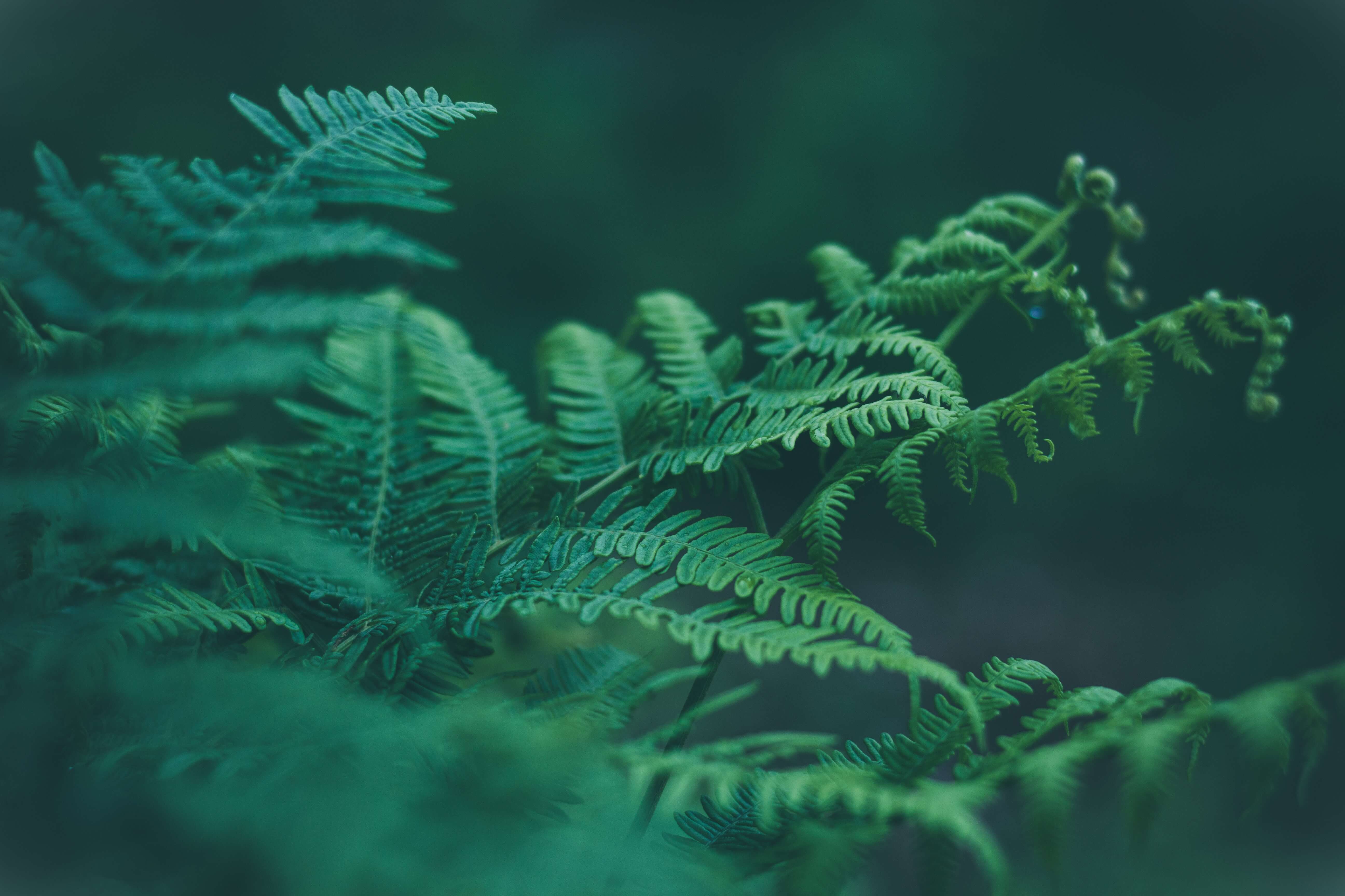 Naturheilmittel mit viel Wirkung