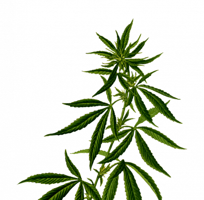 aus-cannabis-wird-cbd-oel.png